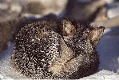 《最终幻想7：重生》之所以如此成功 是因为专为PS5开发